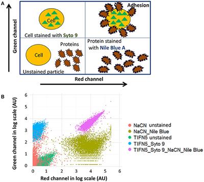 Cell Surface Properties of Lactococcus lactis Reveal Milk Protein Binding Specifically Evolved in Dairy Isolates